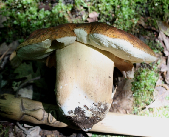 Boletus edulis?